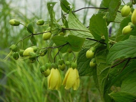 Kiremgeszoma dłoniasta (C2)