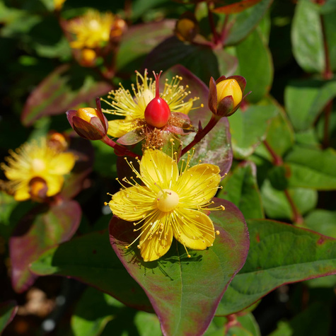 Dziurawiec bezwonny Red Fame (C2)