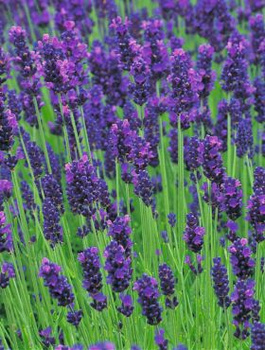 Lawenda wąskolistna Hidcote Blue (C2)