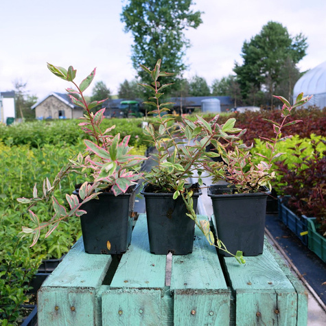 Dziurawiec Tricolor (P9)