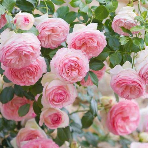 Róża pnąca Eden Rose (C2)