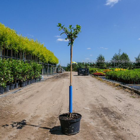 Hortensja Prim White szczepiona na pniu