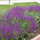 Szałwia omszona Violet Queen (C2)