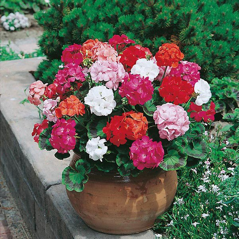 Pelargonia rabatowa mix 10szt