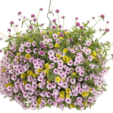 Surfinia Supertunia Mini Vista Pink Star samoczyszcząca