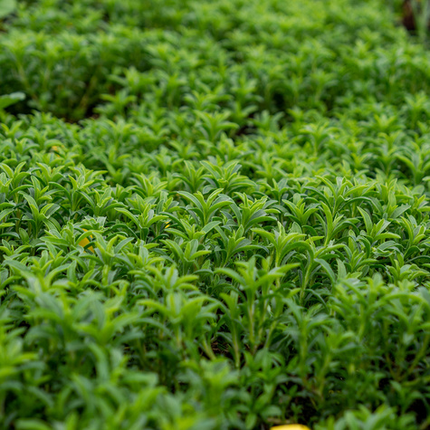 Cząber górski Czubryca Przyprawa (C2)