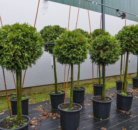 Tuja Thuja Kula na pniu