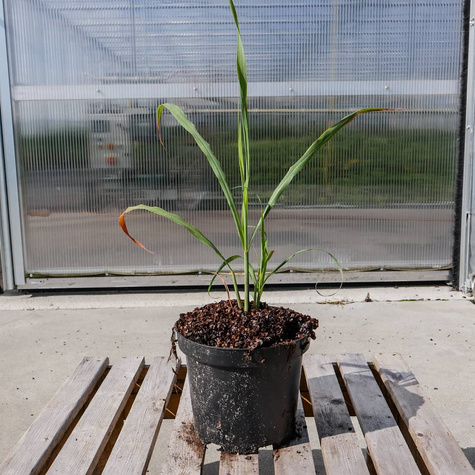 Trawa cytrynowa Palczatka pogięta