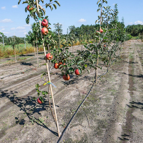 Jabłoń Sawa parchoodporna Plant Pack