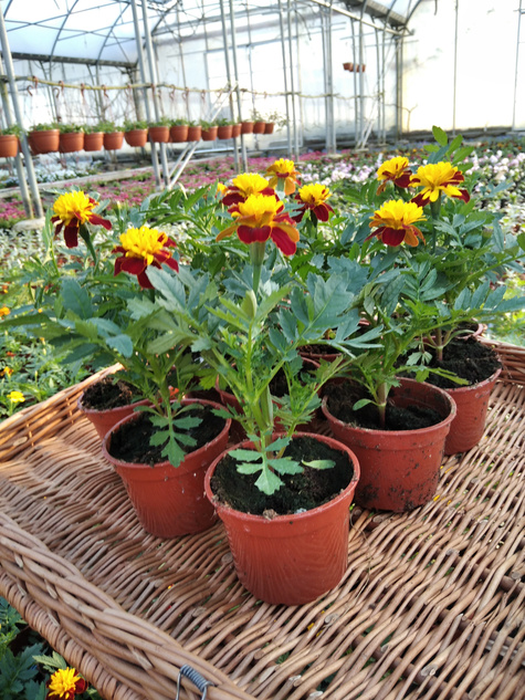 Aksamitka Aksamitki Byczek żółto-brązowa nisk Odstrasza Komary