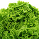 Sałata głowiasta krucha Regina Dei Ghiacci  dekoracyjne liście 1g