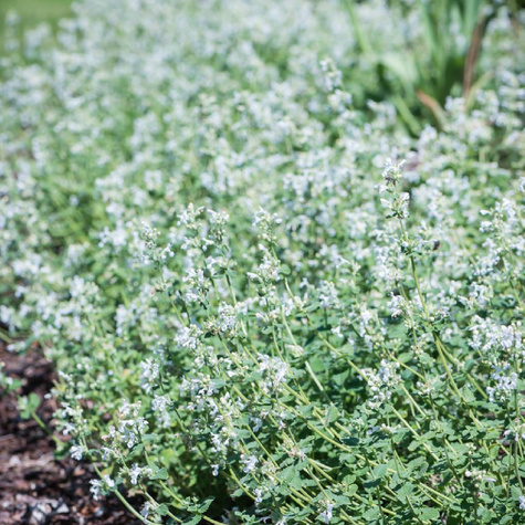 Kocimiętka Faassena Alba