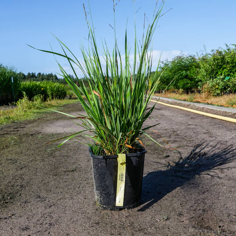 Trzęślica trzcinowata 'Fontäne'