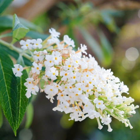 Budleja Dawida 'Nanho White' (C2)