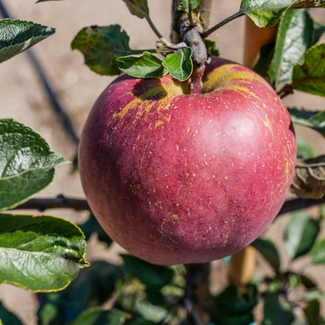 Jabłoń Red Cap Plant Pack