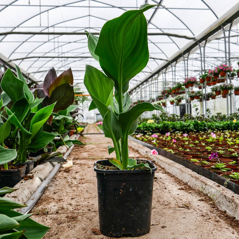 Kanna Canna Kanna żółta Paciorecznik SADZONKA C2