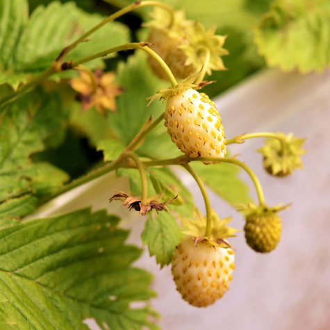 Poziomka Bezrozłogowa Yellow Wonder Duże Owoce Całe Lato (C2)