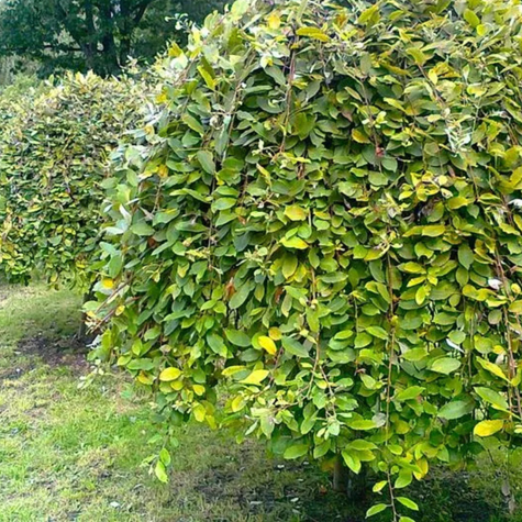 Wierzba IWA Szczepiona Na Pniu