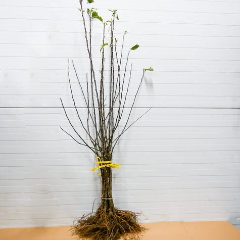 Duo Śliwa Węgierka Wczesna + Early Orange Plant Pack