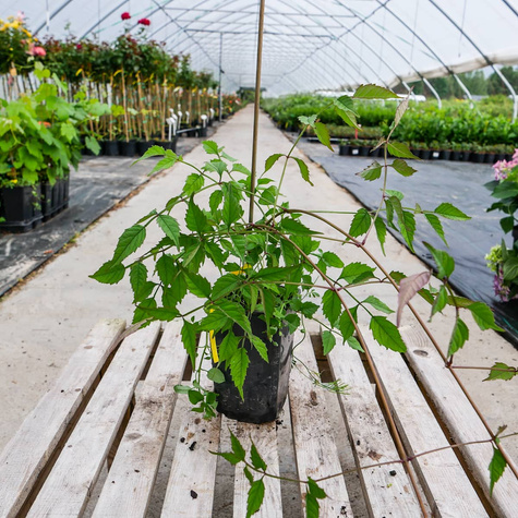 Milin amerykański Gabor (C2)