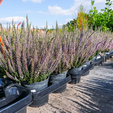 Wrzos pospolity Hilda fioletowy pączkowy