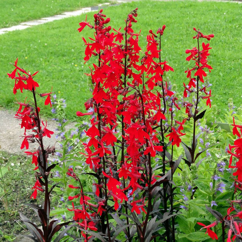 Lobelia Stroiczka Queen Victoria (C2)