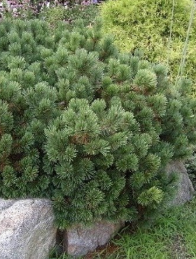 Sosna górska kosodrzewina Pumilio (C2)