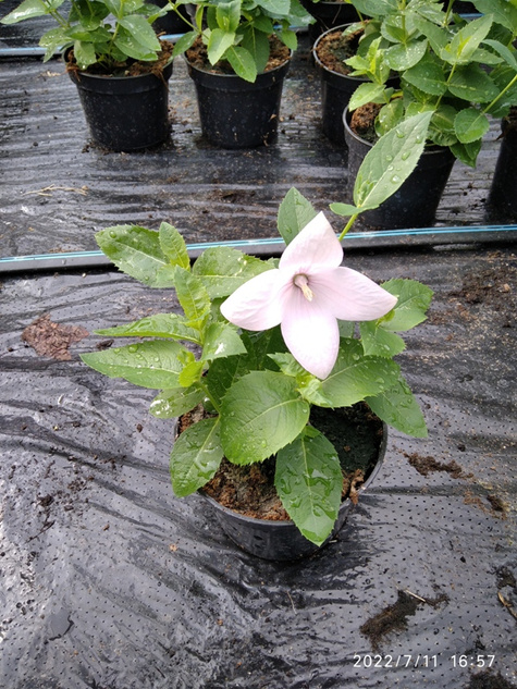 Rozwar wielkokwiatowy różowy SADZONKA