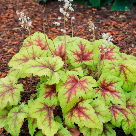 Żuraweczka ogrodowa Stoplight (C2)