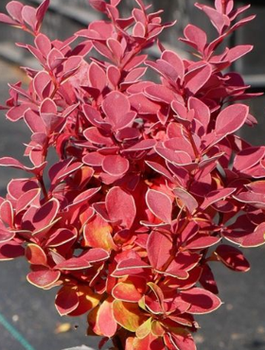 Berberys Thunberga Red Hot Chili (C2)