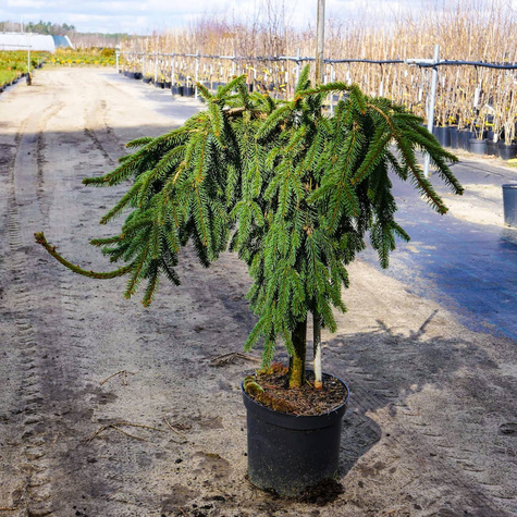 Świerk szczepiona Pendula na pniu Pa 70-90cm