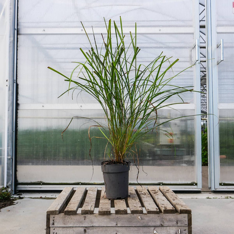 Miskant chiński Purple Fall (C2)