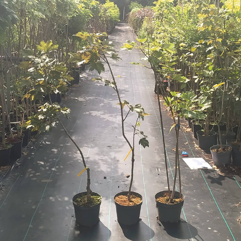 Klon jawor Nizetti Np