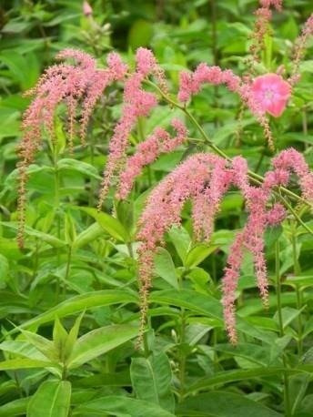 Tawułka Thunberga Straussenfeder (P9)