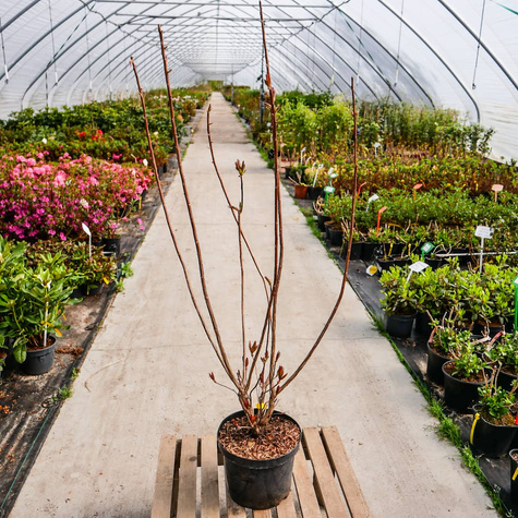 Azalia wielkokwiatowa Kilian (C2)