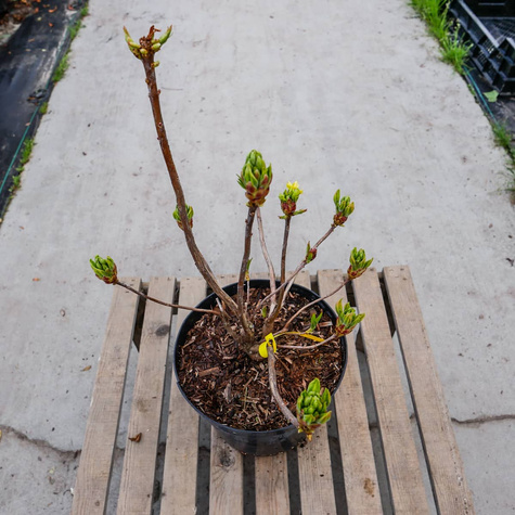 Azalia żółta (C2)