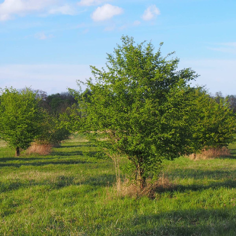 Głóg jednoszyjkowy PREMIUM SADZONKI Plant Pack