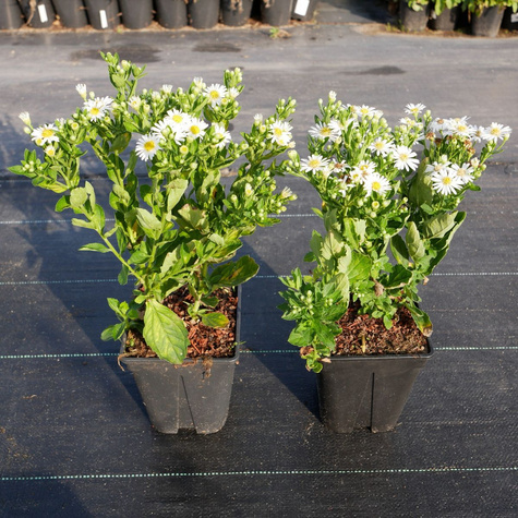 Aster żeniszkowaty Starshine