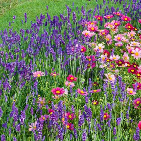 Lawenda wąskolistna Hidcote Blue (C2)