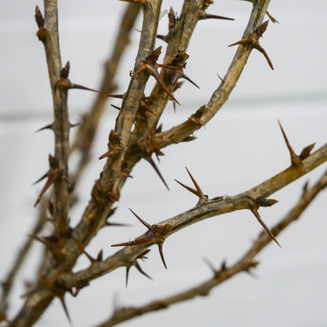 Agrest czerwony Niesłuchowski na pniu Plant Pack