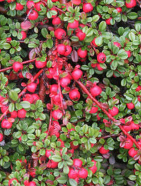 Irga płożąca Streib's Findling (C2)