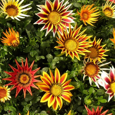 Gazania mix kolorów 1g Polan