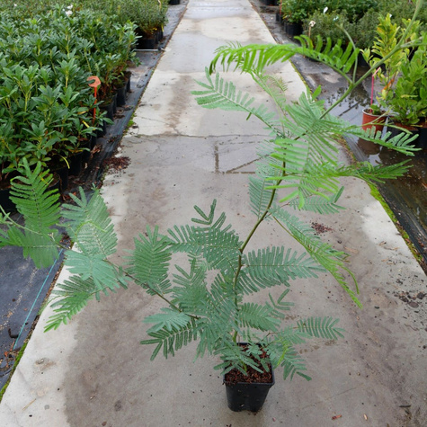 Akacja srebrzysta (C2)