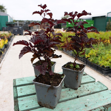 Pęcherznica kalinolistna Sweet Dream (P9)