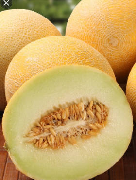 Melon Masada F1 średniowczesny