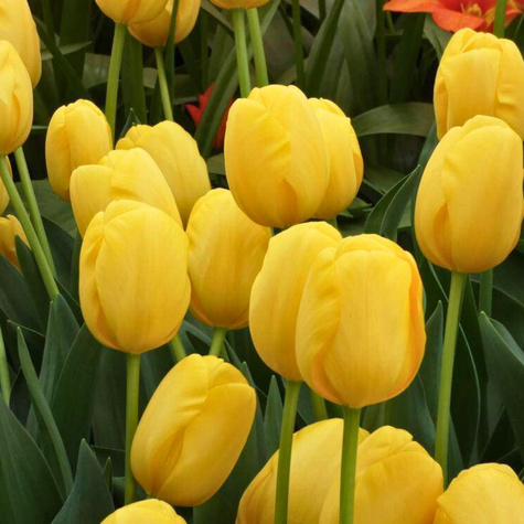 Tulipan darwina Novi Sun