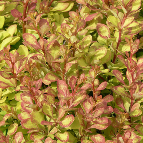 Berberys thunberga Diabolicum (P9)