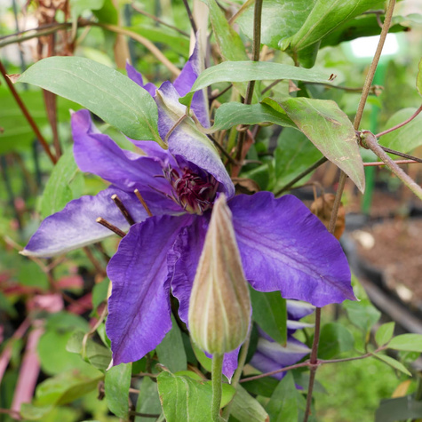 Powojnik Clematis wielkokwiatowy The President (C2)