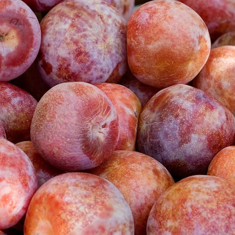 Śliwko-morela Śliwomorela Plumcot Plant Pack