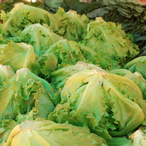 Sałata krucha Królowa Lata wczesna 1g